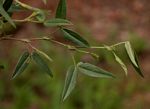 Zornia glochidiata