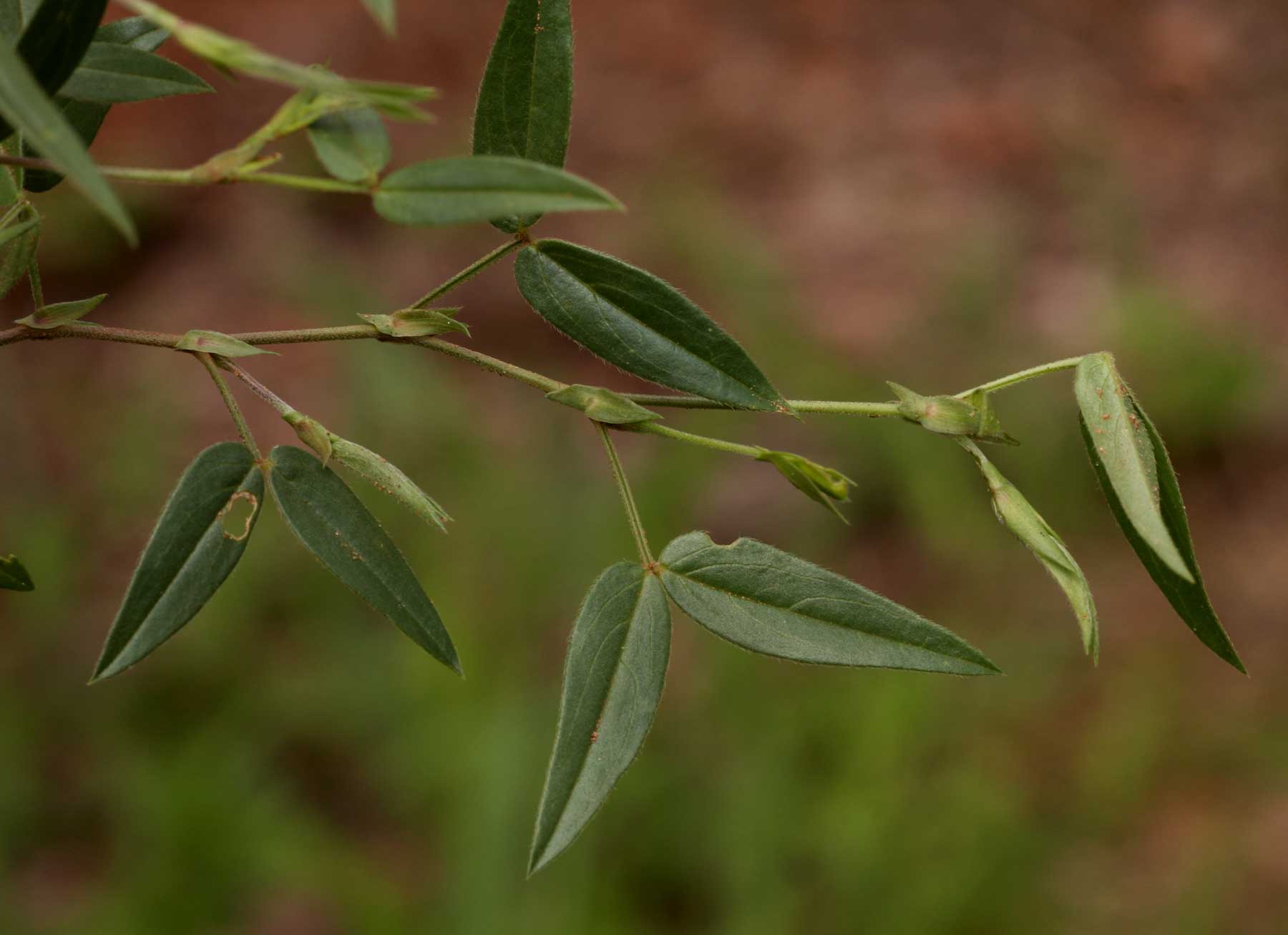 Zornia glochidiata