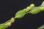 Zornia glochidiata