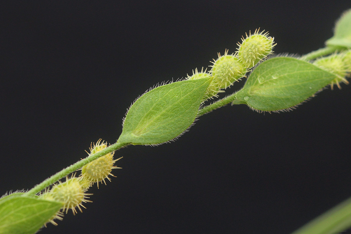 Zornia glochidiata
