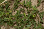 Zornia glochidiata