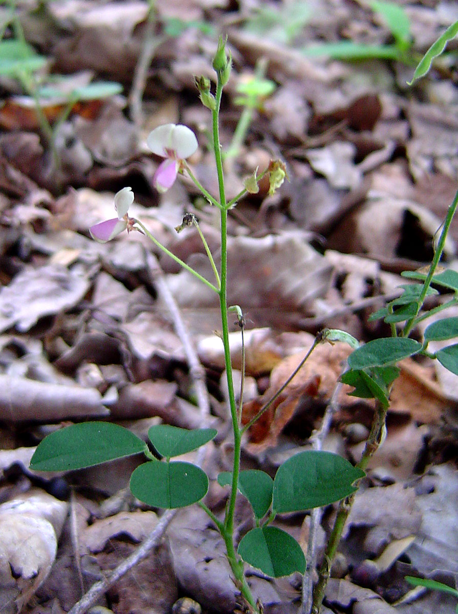 Grona adscendens