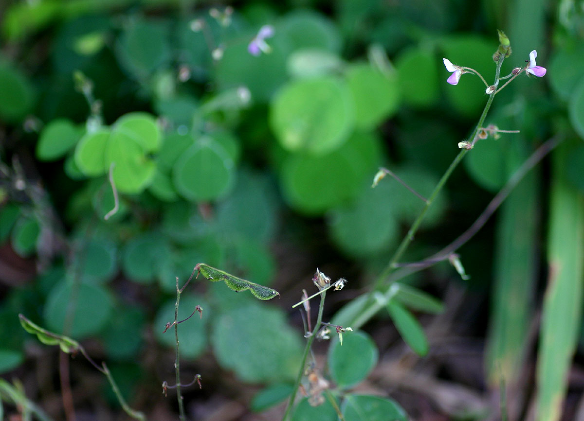 Grona adscendens
