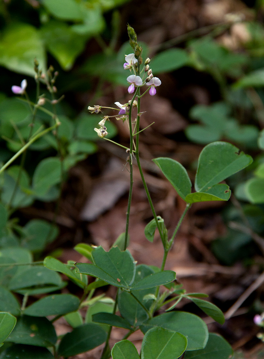 Grona adscendens