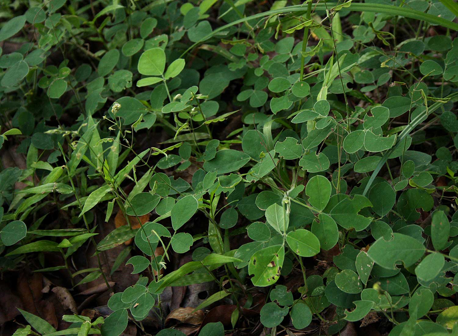 Grona adscendens