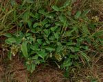Grona barbata var. argyrea