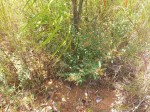 Grona barbata var. argyrea