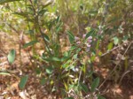 Grona barbata var. argyrea