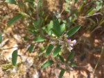 Grona barbata var. argyrea