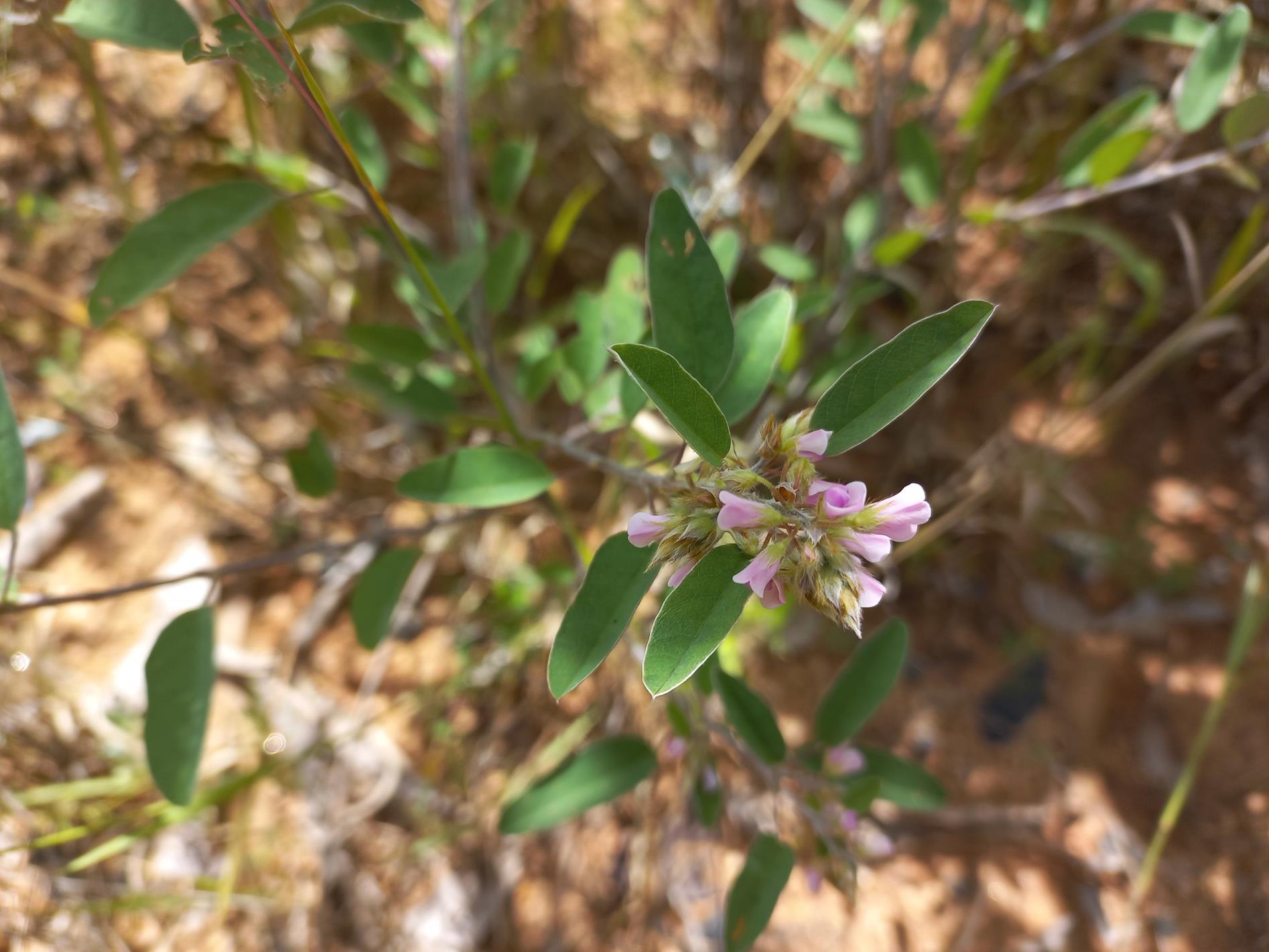 Grona barbata var. argyrea