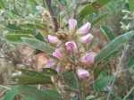 Grona barbata var. argyrea
