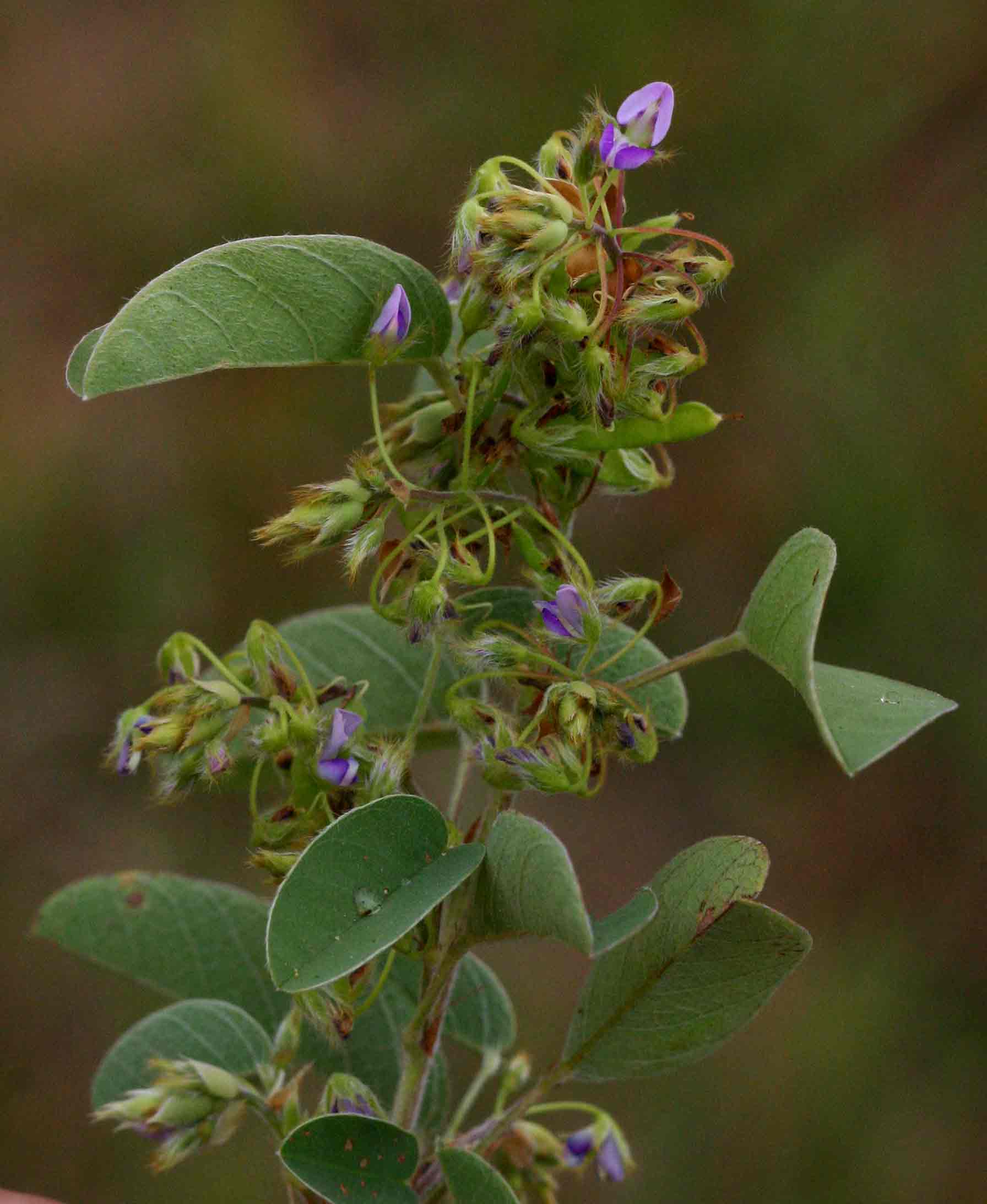 Grona barbata var. argyrea