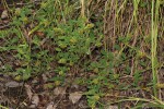 Grona barbata var. argyrea
