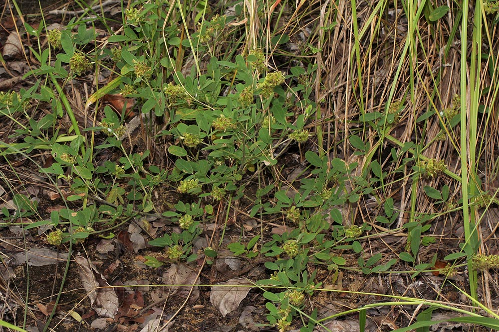 Grona barbata var. argyrea