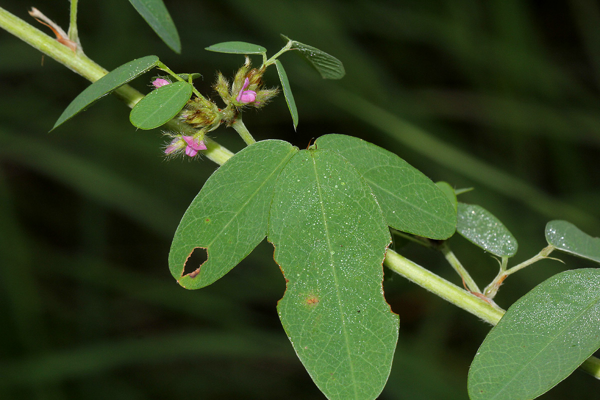Grona barbata var. argyrea
