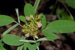 Grona barbata var. argyrea