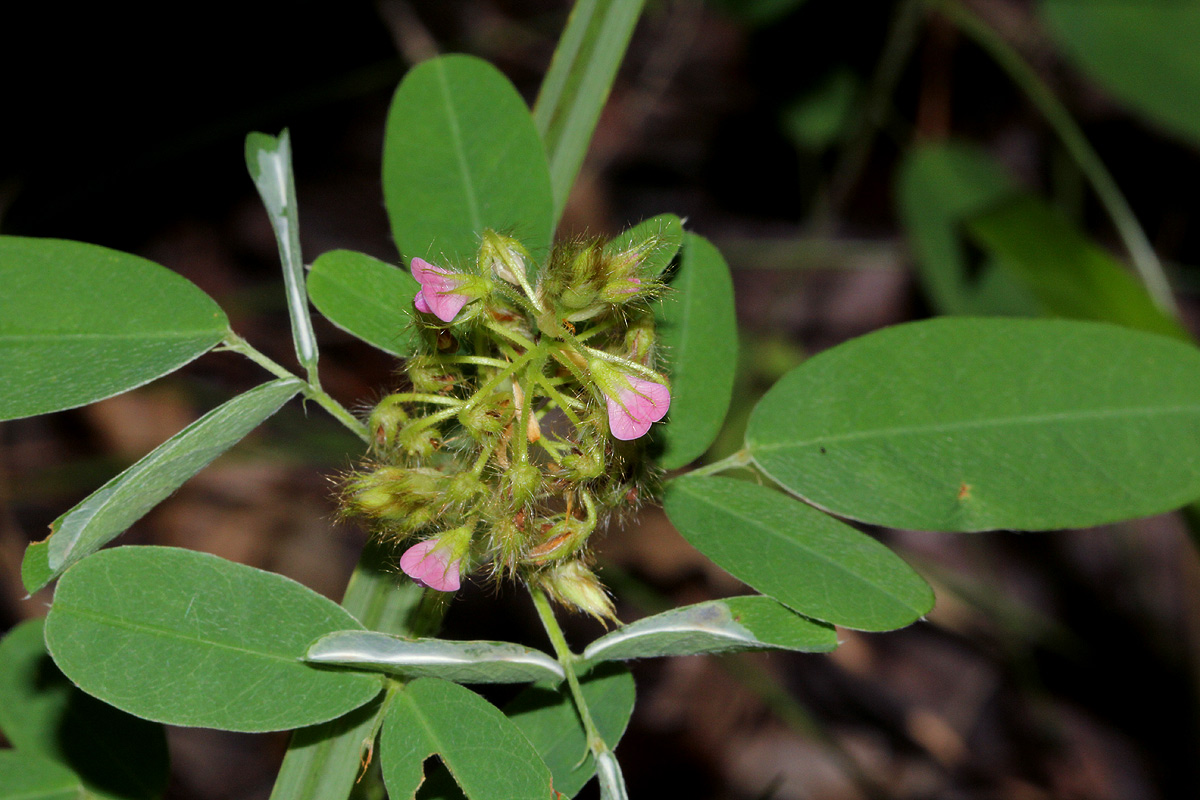 Grona barbata var. argyrea