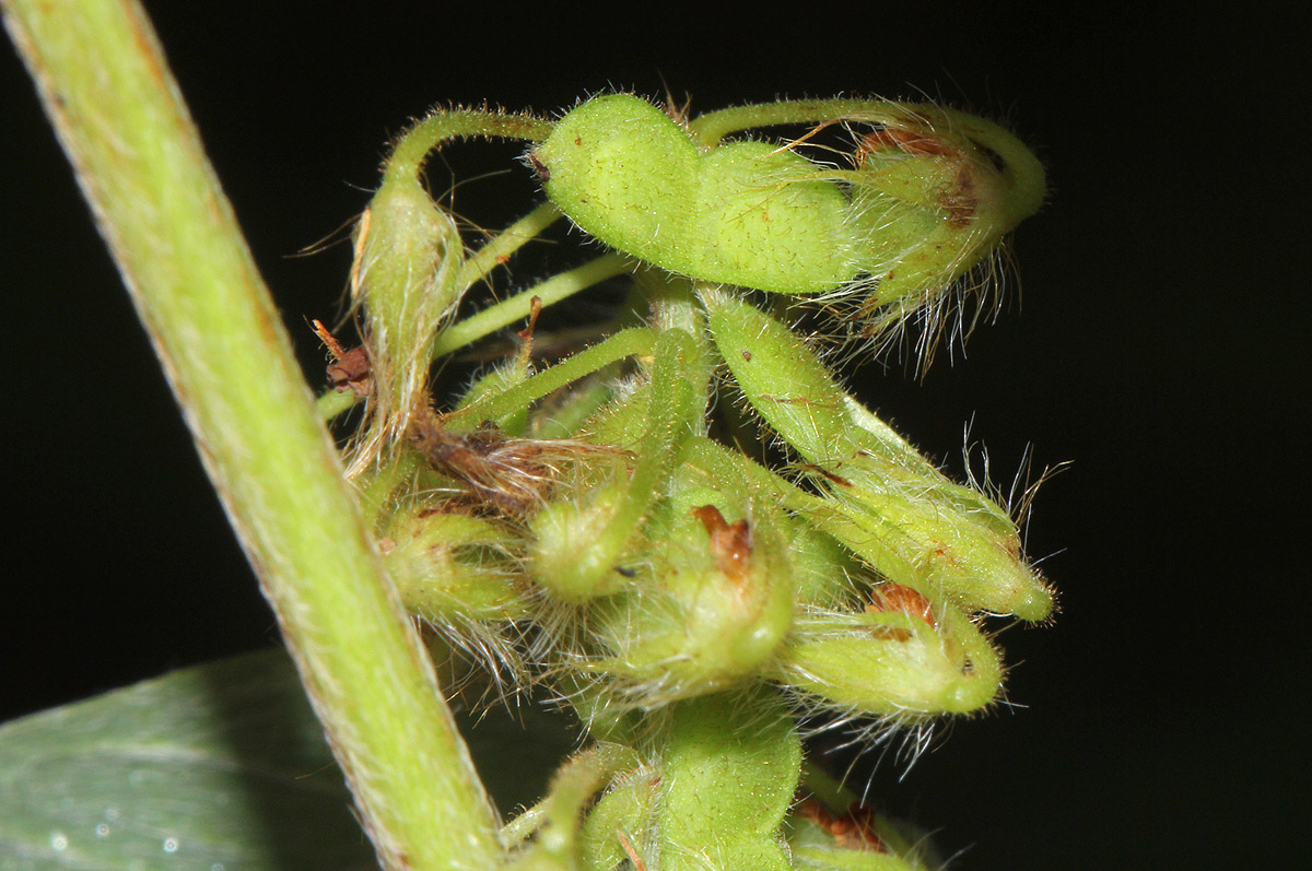 Grona barbata var. argyrea