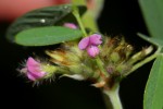 Grona barbata var. argyrea