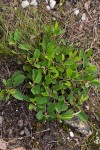 Grona barbata var. argyrea
