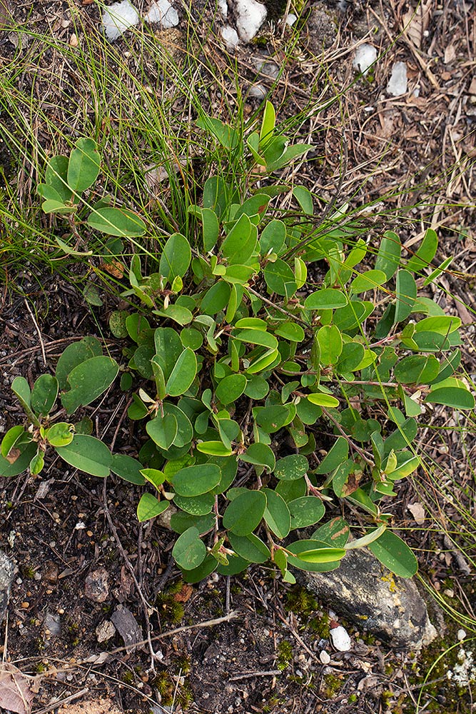 Grona barbata var. argyrea