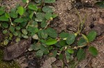 Grona barbata var. argyrea