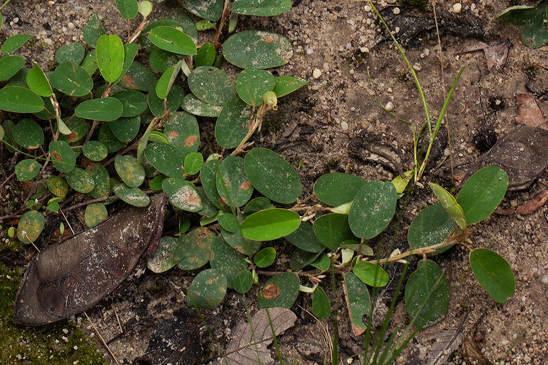 Grona barbata var. argyrea