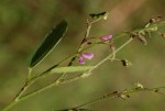 Pleurolobus gangeticus