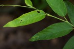 Pleurolobus gangeticus