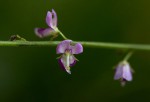 Pleurolobus gangeticus