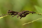 Pleurolobus gangeticus
