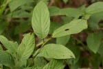 Pleurolobus gangeticus