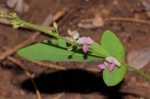Pleurolobus gangeticus