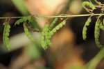 Pleurolobus gangeticus
