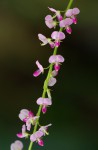 Pleurolobus gangeticus