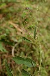 Pleurolobus gangeticus