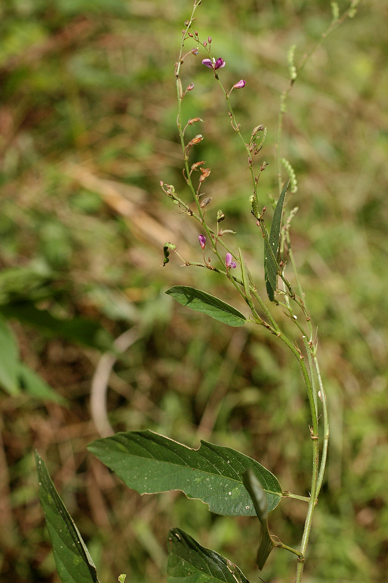 Pleurolobus gangeticus