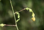 Desmodium ospriostreblum