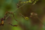 Desmodium tortuosum