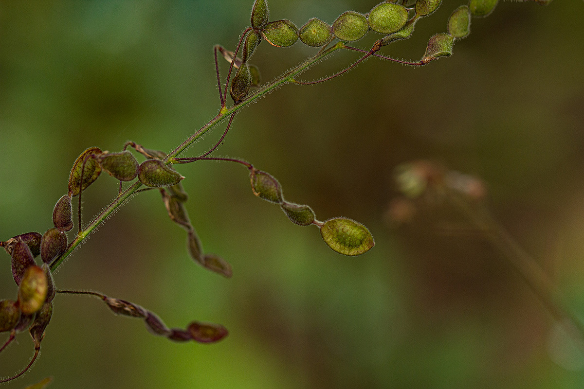 Desmodium tortuosum
