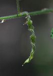 Desmodium tortuosum