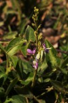 Desmodium uncinatum