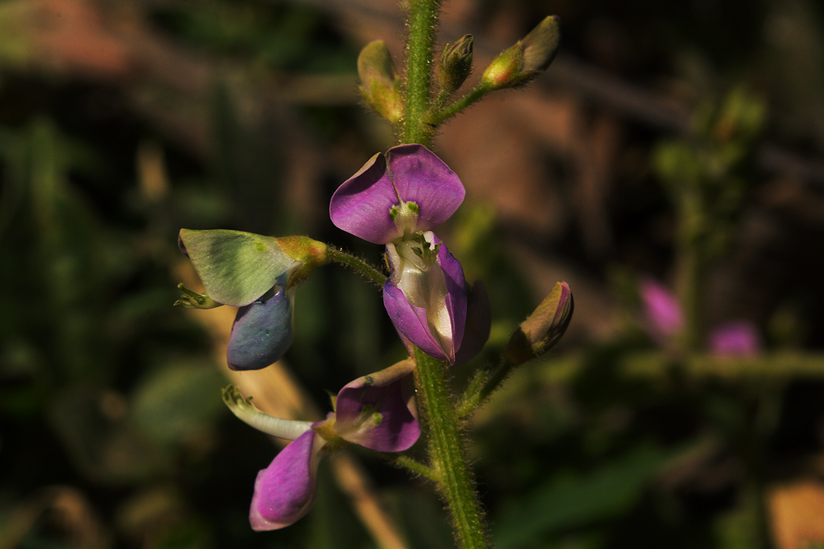 Desmodium uncinatum