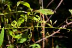 Desmodium uncinatum