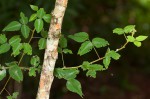 Desmodium uncinatum