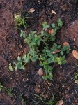 Desmodium uncinatum