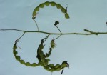 Desmodium uncinatum