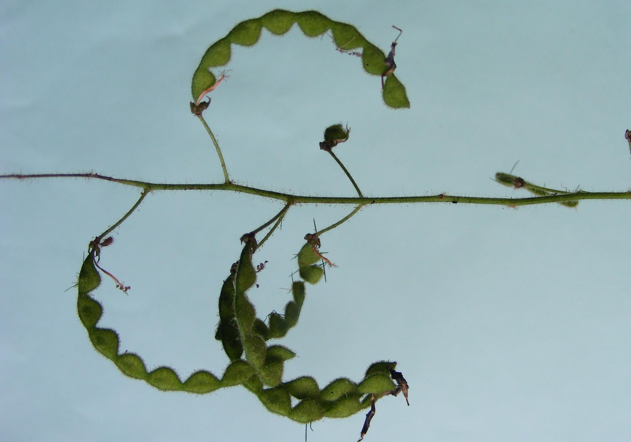 Desmodium uncinatum