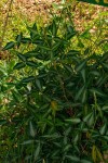 Desmodium uncinatum
