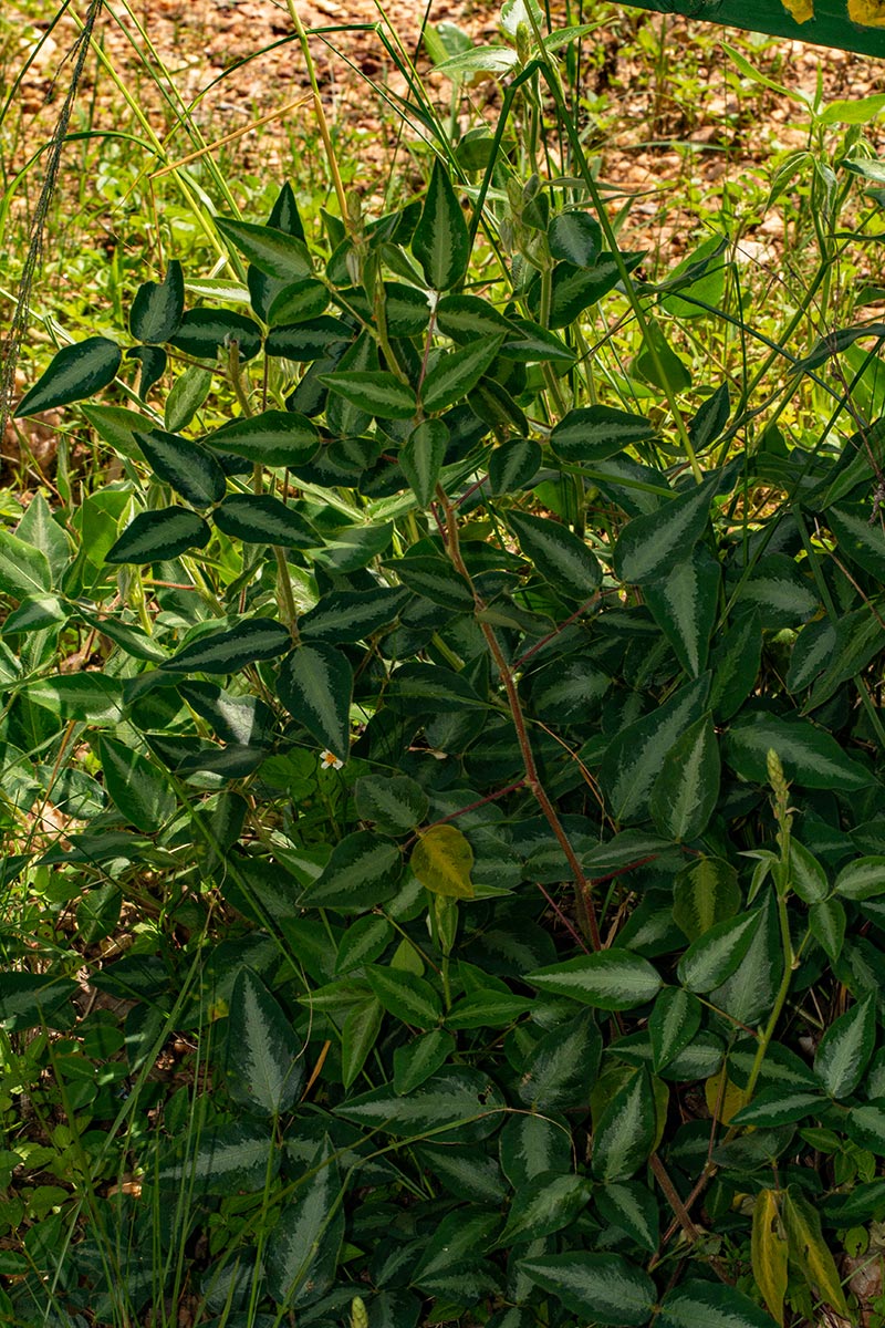 Desmodium uncinatum